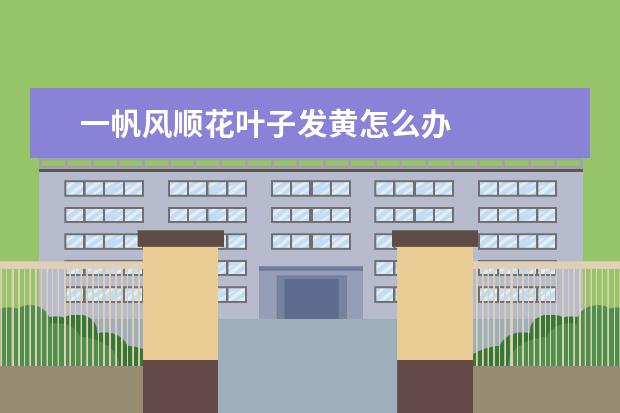 一帆风顺花叶子发黄怎么办