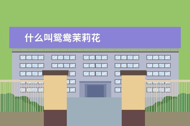 什么叫鸳鸯茉莉花